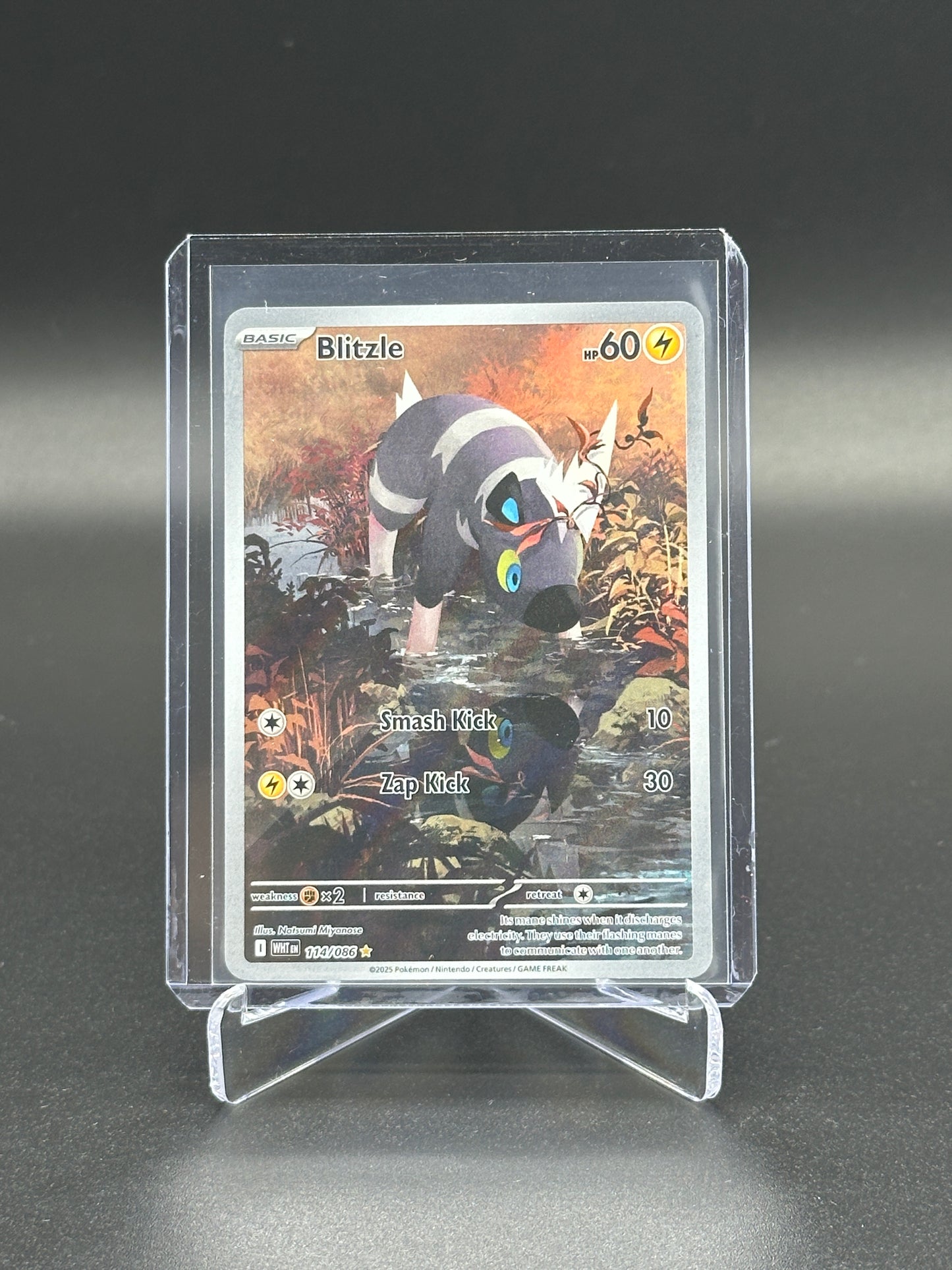 2025 Pokemon White Flare Blitzle #114